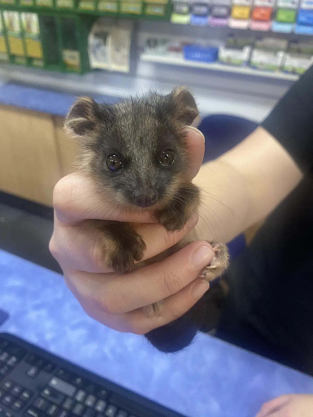 Wildlife rescue