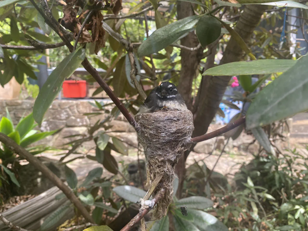 A nesting mama